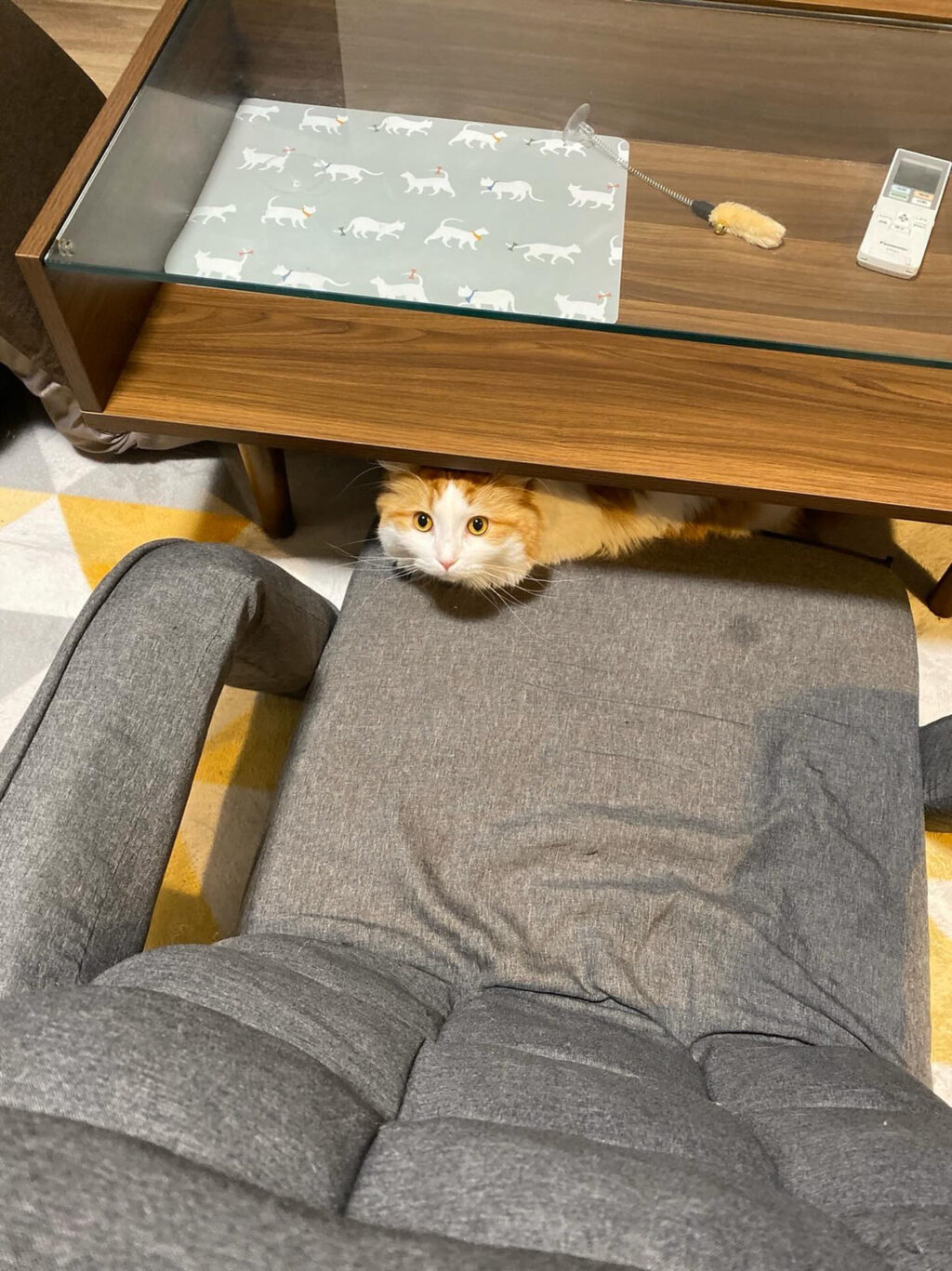 机の下に猫